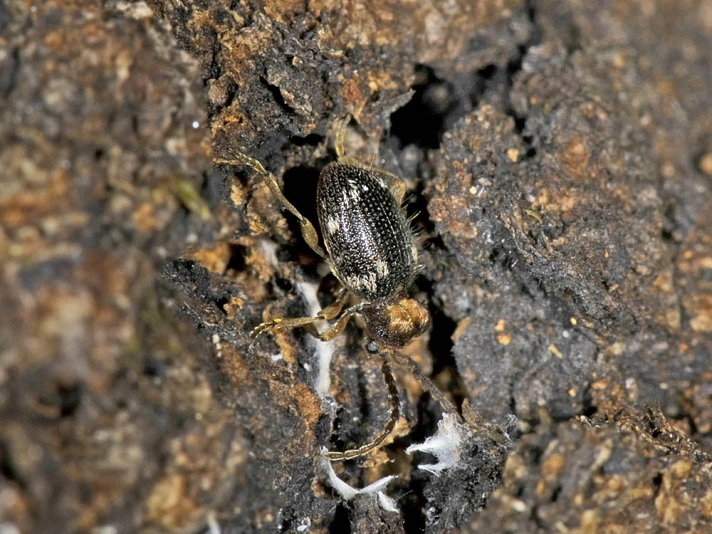 Anobiidae Ptininae?  S, Ptinus cfr. bidens